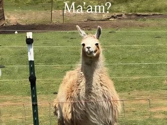 A day full of surprises – @whitneywaythore – Instagram