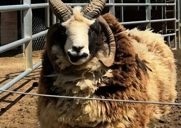 Whitney met a goat as well – Instagram